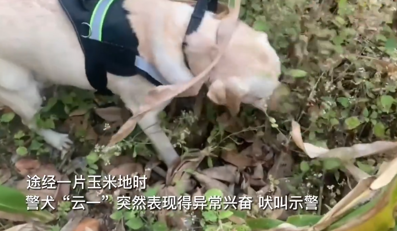 警犬搜毒超12公斤被奖励鸡腿花环，网友：汪汪队立大功，必须奖励！插图1