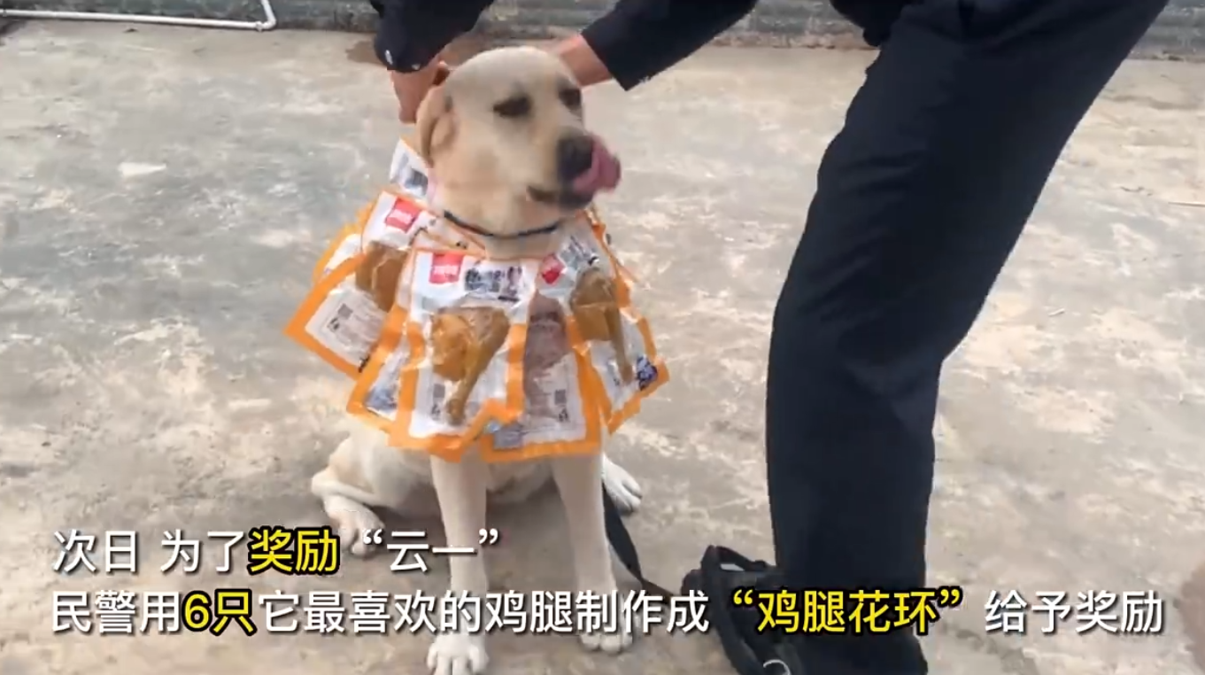 警犬搜毒超12公斤被奖励鸡腿花环，网友：汪汪队立大功，必须奖励！插图4