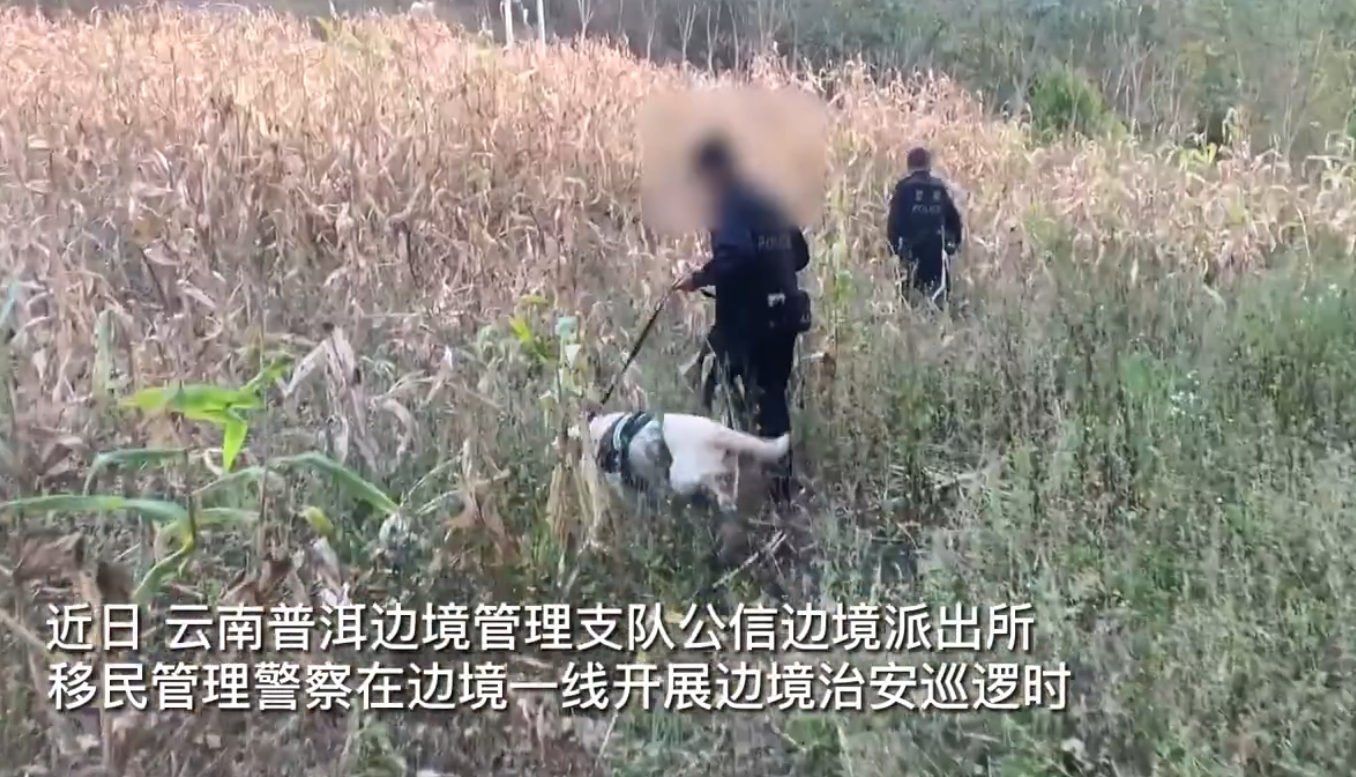 警犬搜毒超12公斤被奖励鸡腿花环，网友：汪汪队立大功，必须奖励！插图