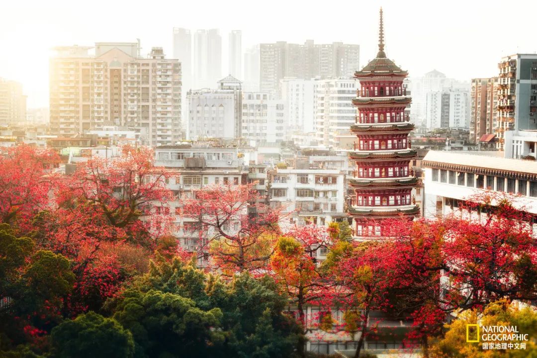 广州人嘴真严，这么“传奇”的散步路线都不说！插图58