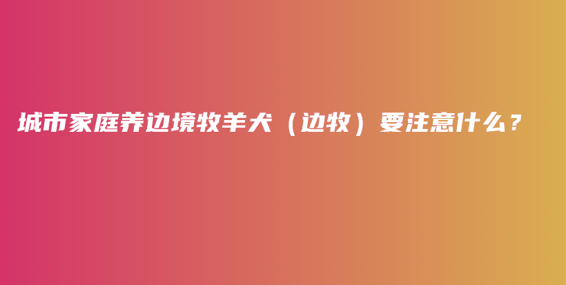 城市家庭养边境牧羊犬（边牧）要注意什么？插图